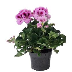 Pélargonium en pot