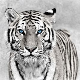 Impression sur verre Blue Eyes Tiger 45 x 45 cm