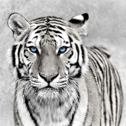 Impression sur verre Blue Eyes Tiger 45 x 45 cm