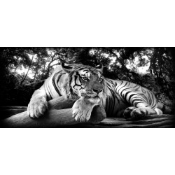 Impression sur verre Tigre au Repos 97 x 45 cm