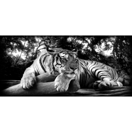 Impression sur verre Tigre au Repos 97 x 45 cm