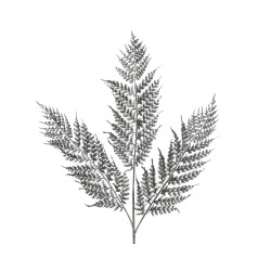 Branche fougère anthracite DECORIS – Déco Noël élégante