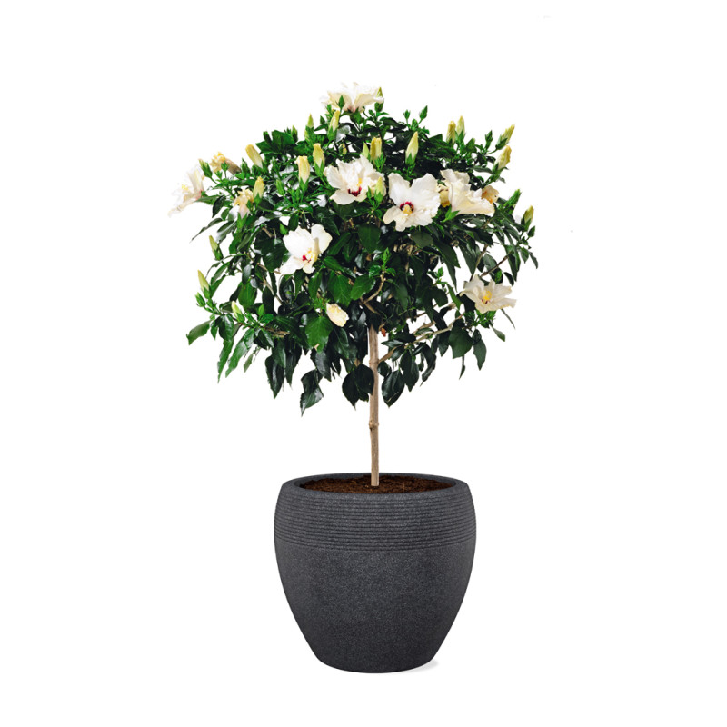 Pot Roto Lineo noir Ø 48 cm Pot Roto Lineo noir Ø 48 cm