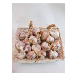 Bulbes d'ail à replanter Eden rose 0,5 kg