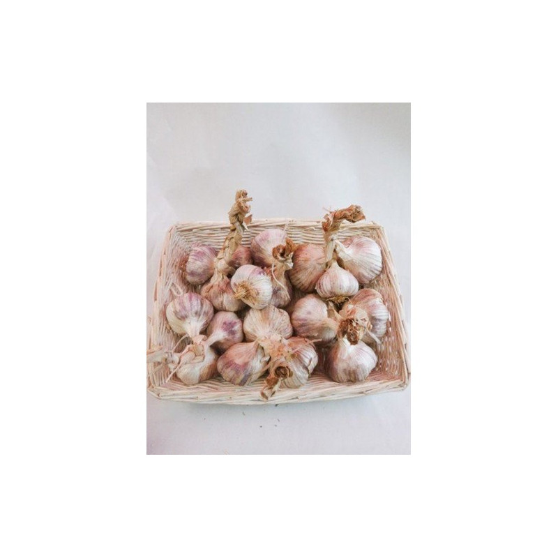 Bulbes d'ail à replanter Eden rose 1 kg