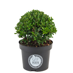 Plante boule Ilex en pot