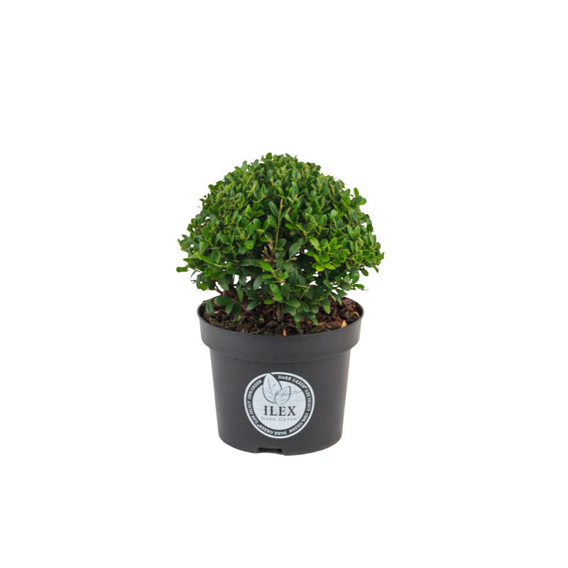 Plante boule Ilex en pot