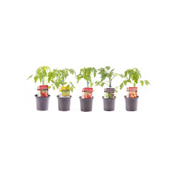 Plant de tomate en pot