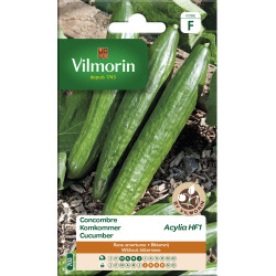 Semences Concombre Acylia VILMORIN – Récolte Abondante | VILMORIN