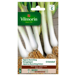 Semences Oignon Cristobal VILMORIN – Culture Facile | VILMORIN
