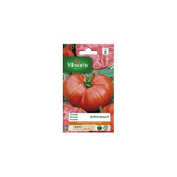 Semences Tomate Buffalo Steak – Saveur Authentique | VILMORIN