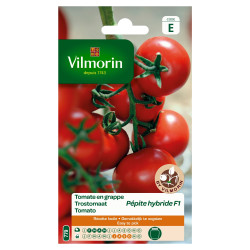 Semences Tomate Pépite Hybride F1 – Récolte Abondante | VILMORIN