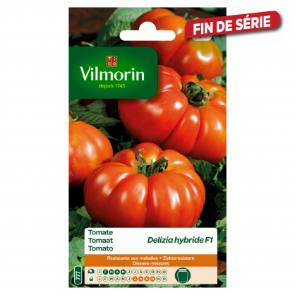 Semences de tomate Delizia hybride F1 VILMORIN