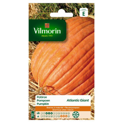 Semences Potiron Atlantic Giant – Géant | VILMORIN