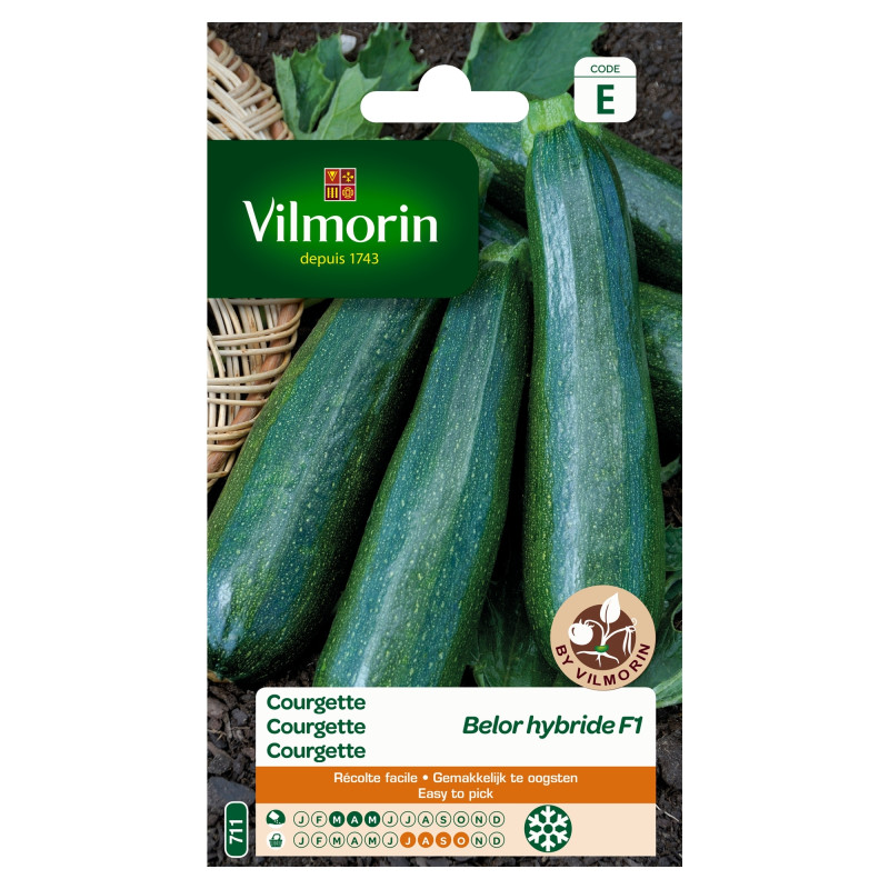 Semences de courgette Belor hybride F1 VILMORIN