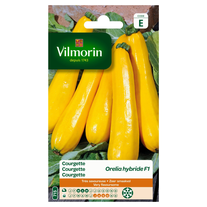 Semences de courgette Orelia hybride F1 VILMORIN