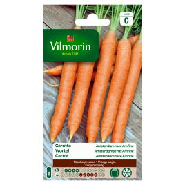 Semences de carotte Amsterdam race Amfine VILMORIN