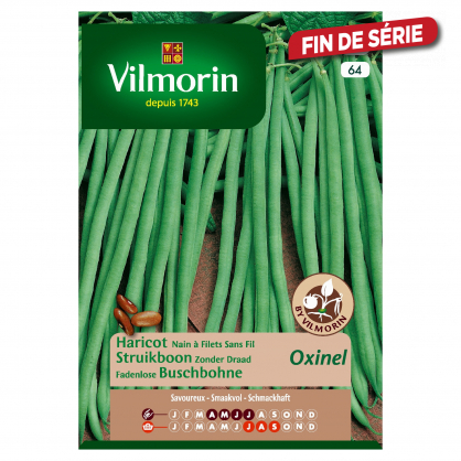 Semences de haricot nain Filet Sans Fil Extra Fin Oxinel VILMORIN