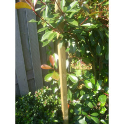 Piquet à plantes 150cm imprégné – Support solide | SOLID