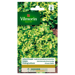 Semences Laitue Feuille de Chêne – Coupe Facile | VILMORIN

