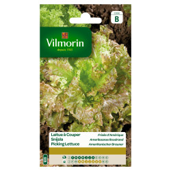Semences Laitue Frisée d'Amérique – Récolte Facile | VILMORIN