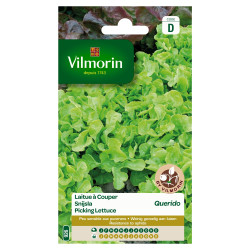 Semences Laitue Querido – Récolte Facile | VILMORIN

