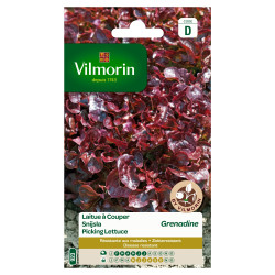 Semences Laitue Grenadine – Facile à Cultiver | VILMORIN

