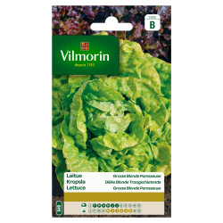 Semences Laitue Pommée VILMORIN – Facile à cultiver | VILMORIN