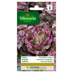 Semences Laitue Merveille des 4 Saisons – Récolte Facile | VILMORIN