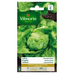 Semences Laitue Merveille d'Hiver – Récolte Facile | VILMORIN

