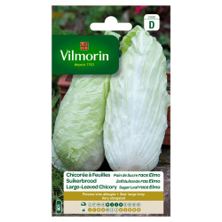 Semences Chicorée Pain de Sucre Elmo – Récolte Facile | VILMORIN

