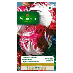 Semences Chicorée Rouge de Vérone – Cultivez Facile | VILMORIN

