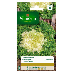 Semences Chicorée Frisée de Meaux – Facile à cultiver | VILMORIN

