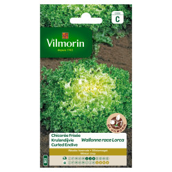 Semences Chicorée Lorca – Saveur Wallonne | VILMORIN

