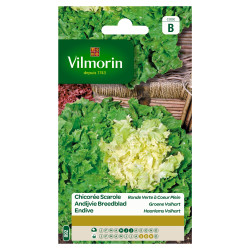 Chicorée Scarole VILMORIN – Semis Facile | VILMORIN