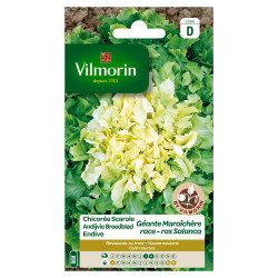 Semences Chicorée Scarole Géante Salanca – Récolte Abondante | VILMORIN