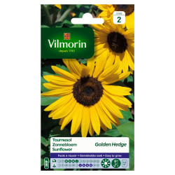 Semences de tournesol Golden Hedge – Culture facile | VILMORIN