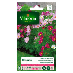 Semences Cosmos Sensation Nain Varié – Fleurs Faciles | VILMORIN

