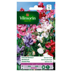 Semences Pois de Senteur Spencer Varié – Fleurs Parfumées | VILMORIN