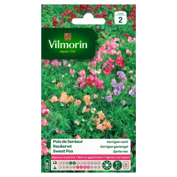 Graines de pois de senteur Korrigan varié – Floraison éclatante | VILMORIN
