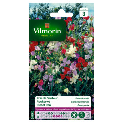 Semences Pois de Senteur Galaxie Varié – Fleurs Colorées | VILMORIN