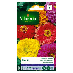 Zinnia Géant de Californie VILMORIN – Fleurs Éclatantes | VILMORIN