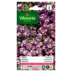 Semences d'alysse Tapis Royal VILMORIN – Fleurissement Abondant | VILMORIN