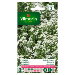 Semences d'alysse Corbeille d'Or – Fleur dorée | VILMORIN

