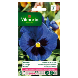 Semences Pensée Géante Lac de Thoune – Fleurs Éclatantes | VILMORIN