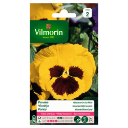Semences Pensée Géante Or du Rhin – Fleurs éclatantes | VILMORIN

