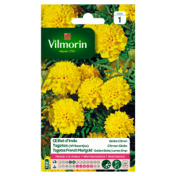 Semences Oeillet d'Inde Globe Citron – Fleurs Jaunes | VILMORIN

