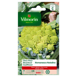 Semences de chou-fleur Romanesco Natalino – Récolte facile | VILMORIN