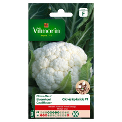 Semences Chou-fleur Clovis F1 – Récolte Abondante | VILMORIN

