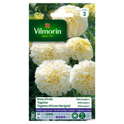 Semences Rose d'Inde Kilimandjaro – Jardin Coloré | VILMORIN